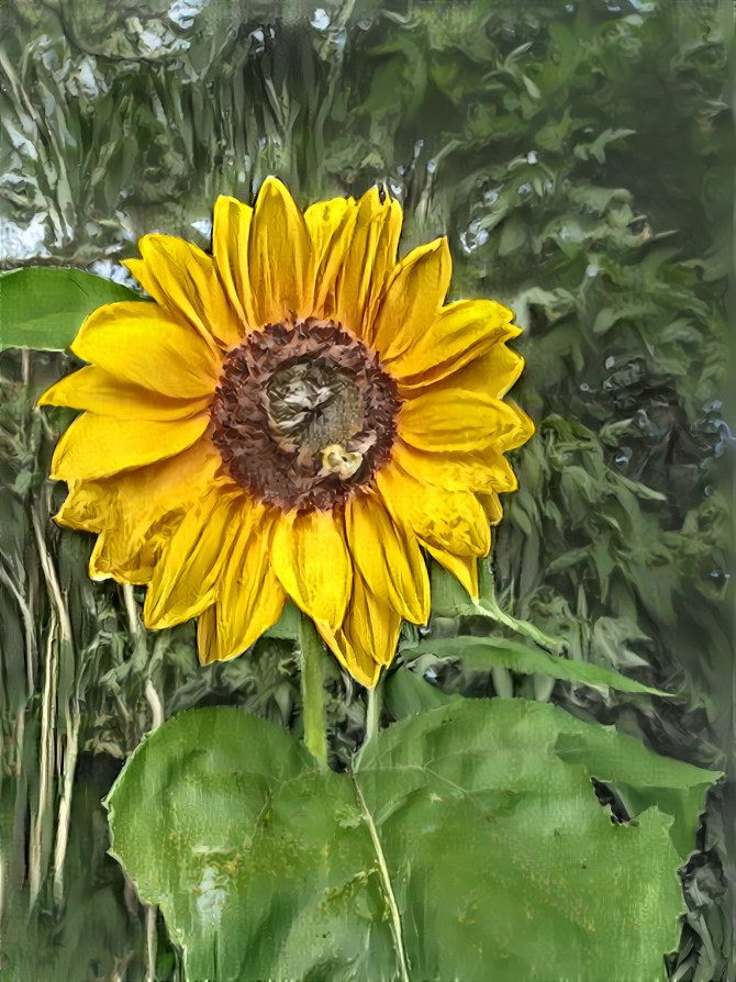 Sunflower