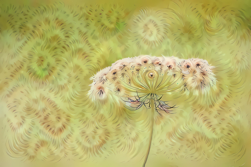 Queen Anne's Lace