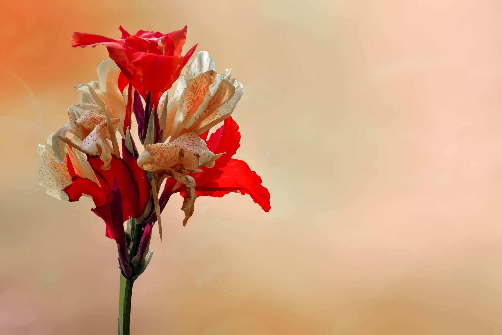 Canna Lily, Red and White