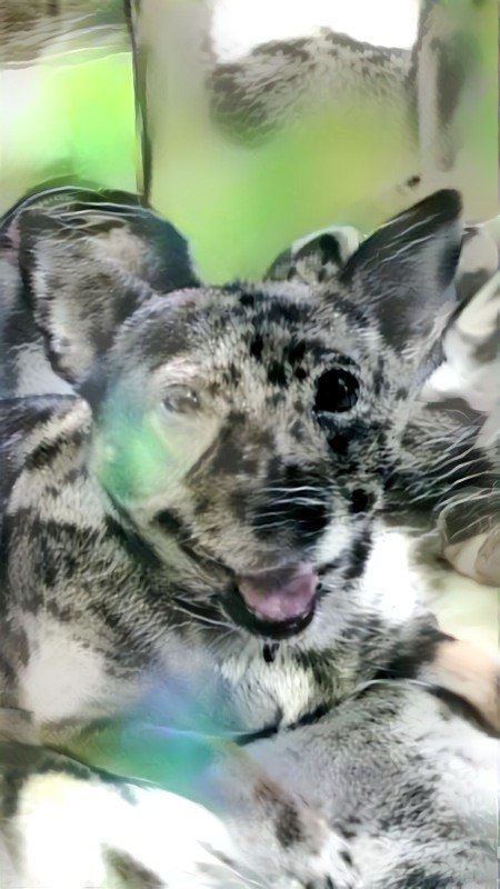 Zoey × clouded leopard