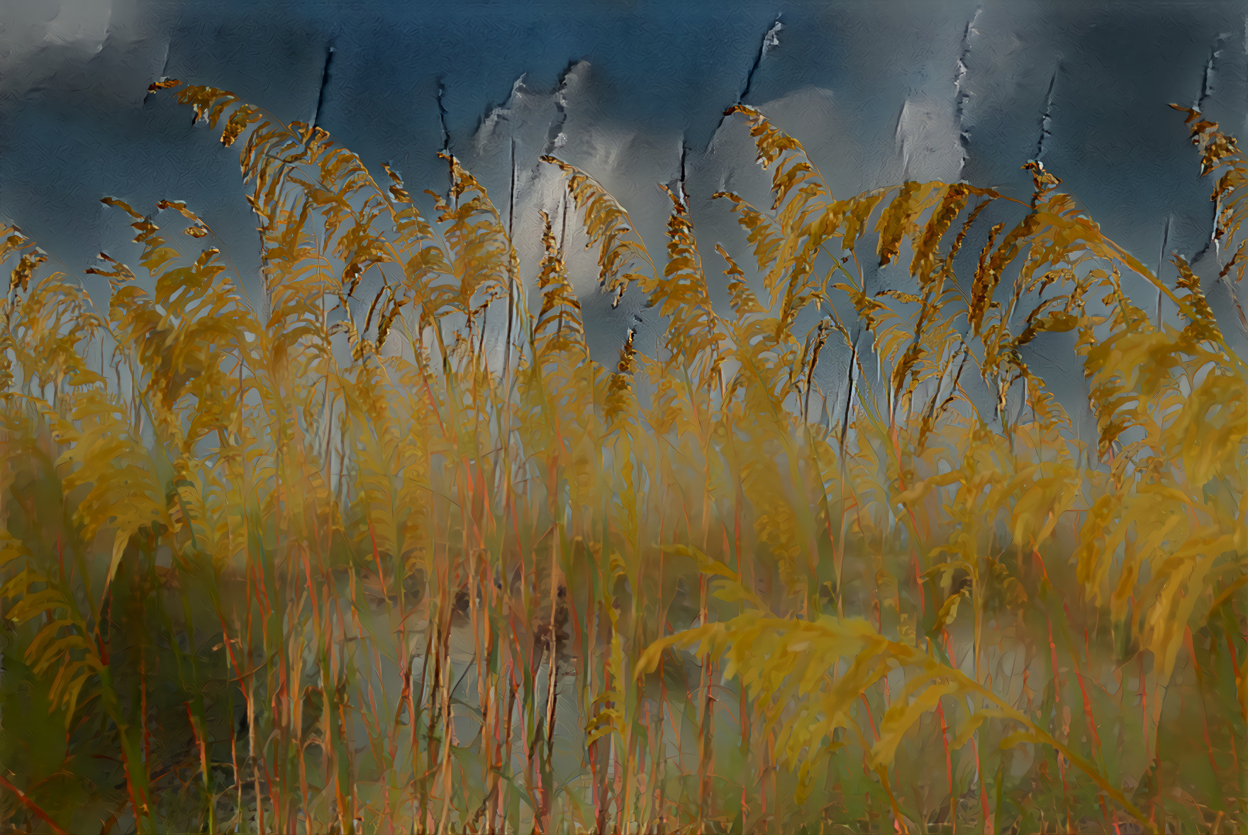 Dune, Sea Oats, Florida Beach