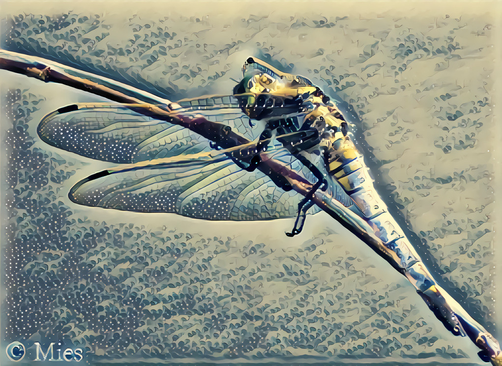 Flat Belly Dragonfly above water