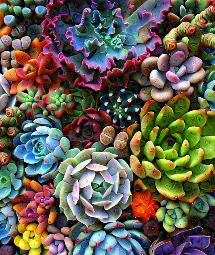 Succulents