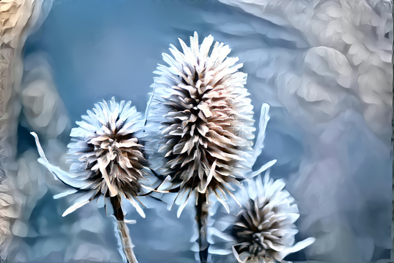 Winter Thistle - 01