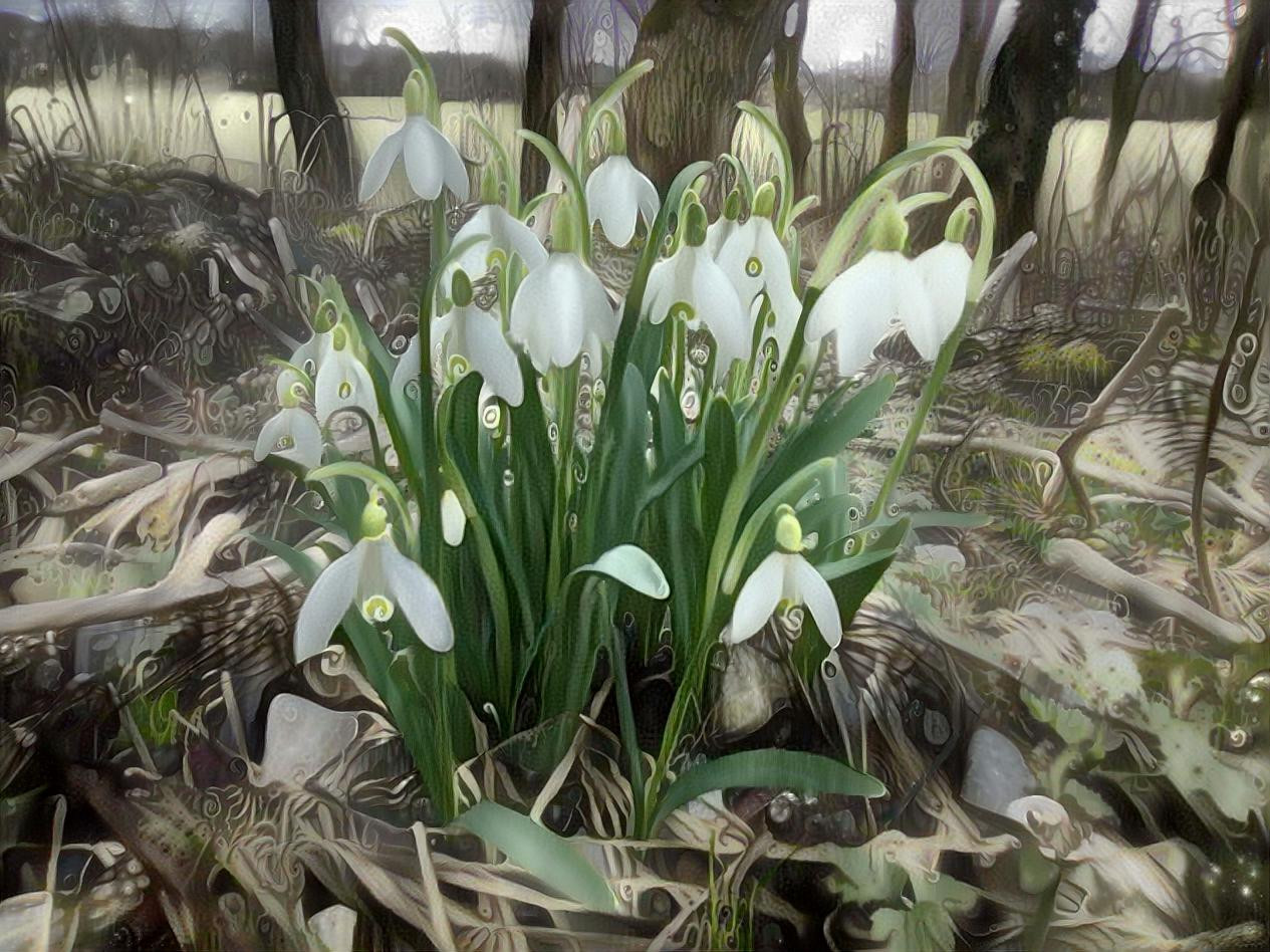 Snowdrops