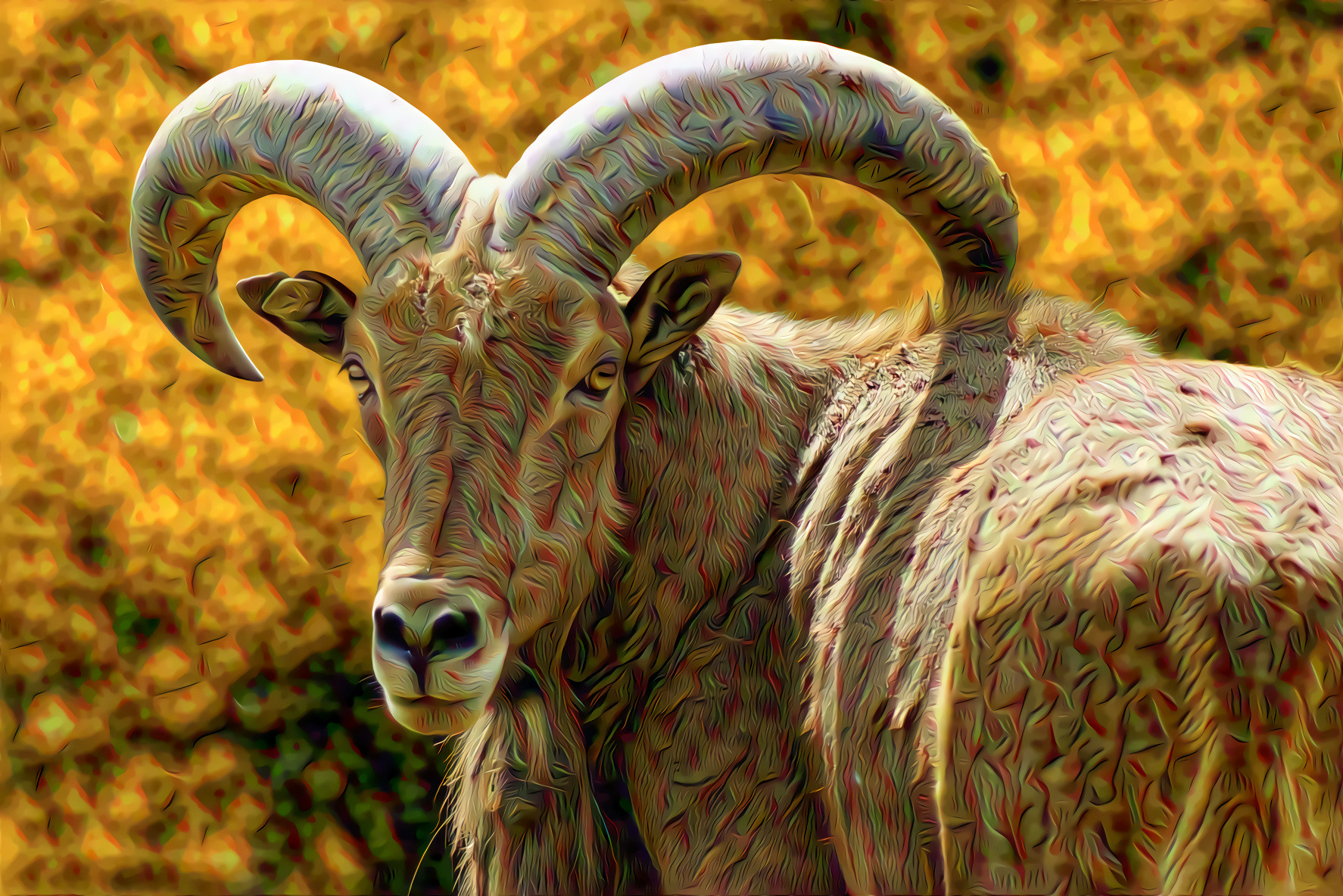 Barbary Sheep