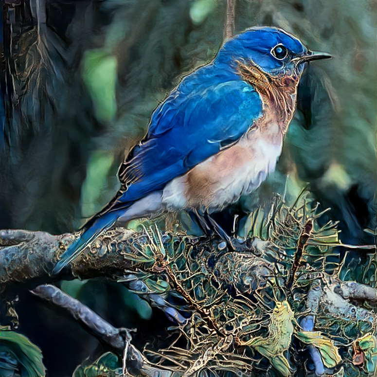 Eastern Bluebird