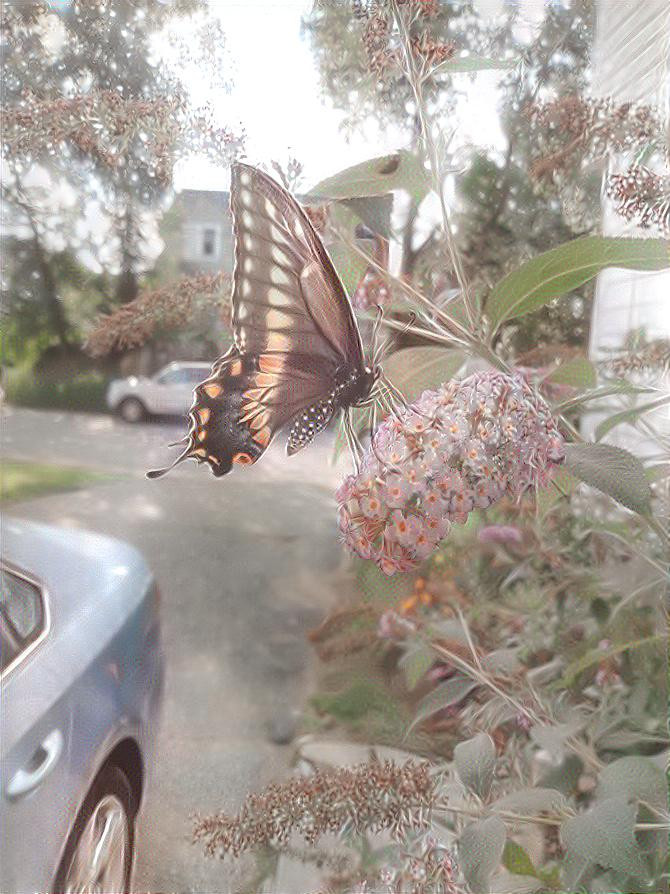 Eastern Swallow Tail