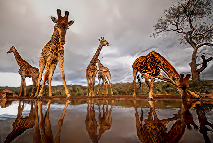 Giraffes