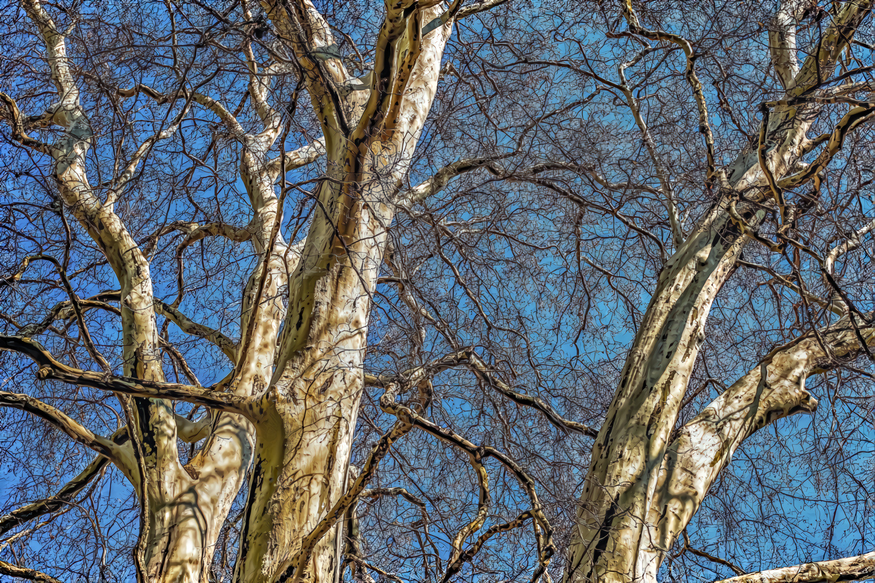 Treetop Branches