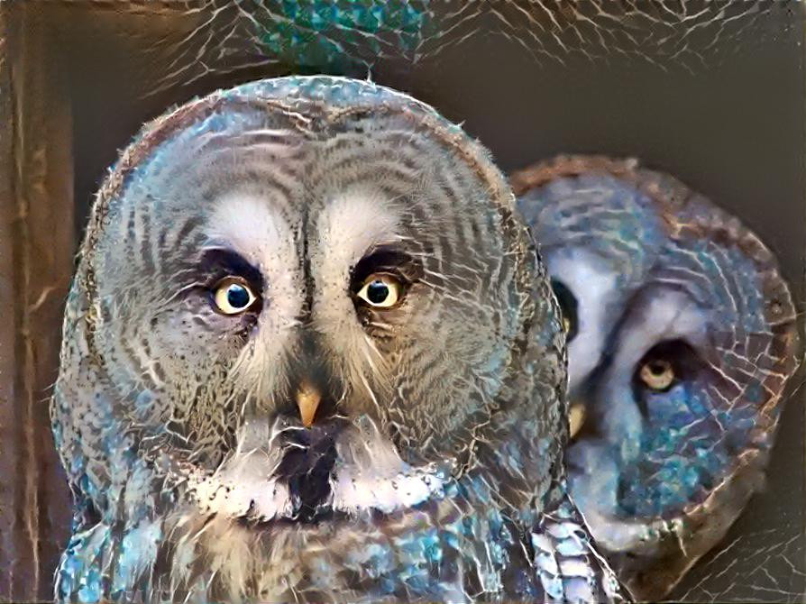 ~ Double Trouble, Barn Owls ~