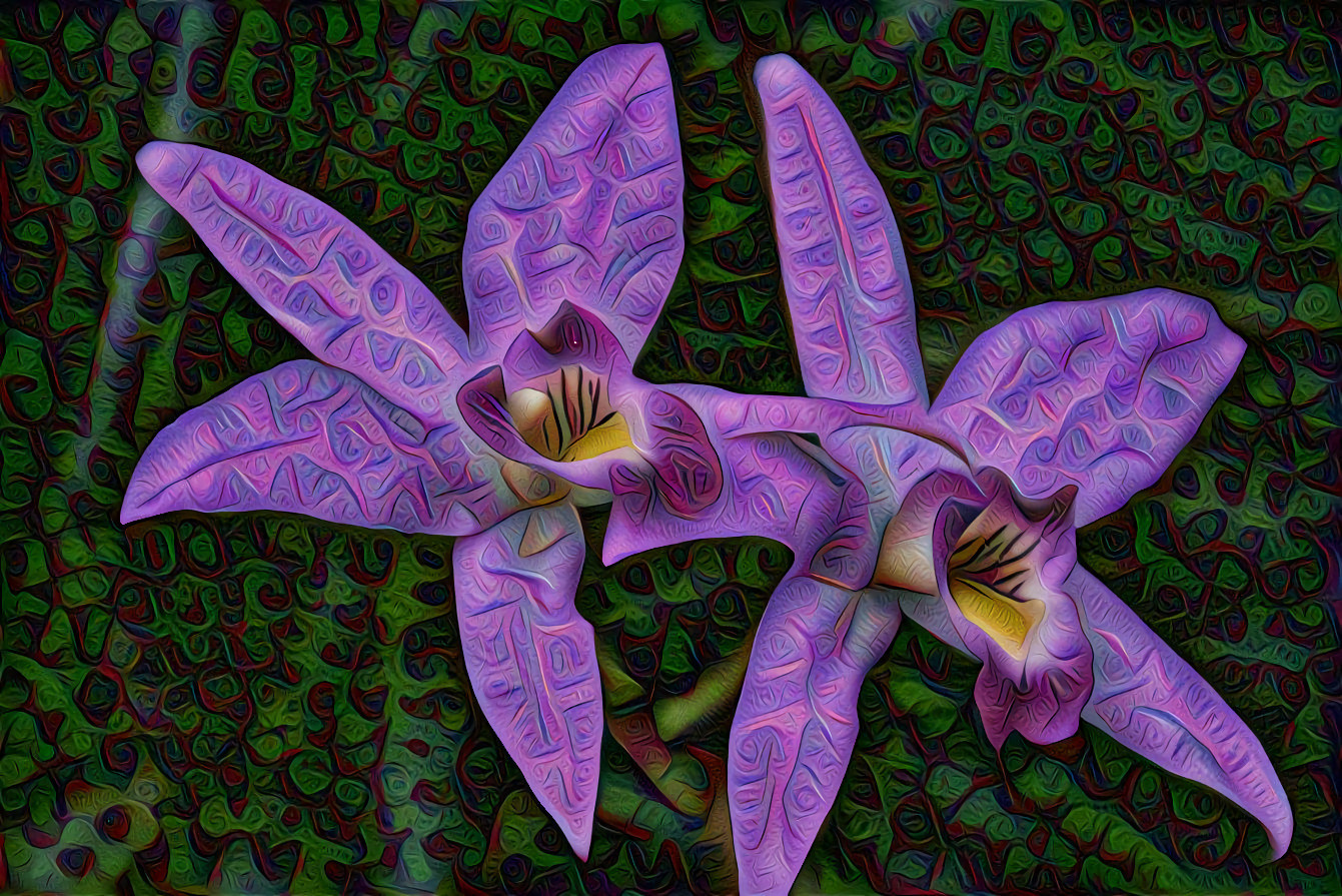 Purple Orchids