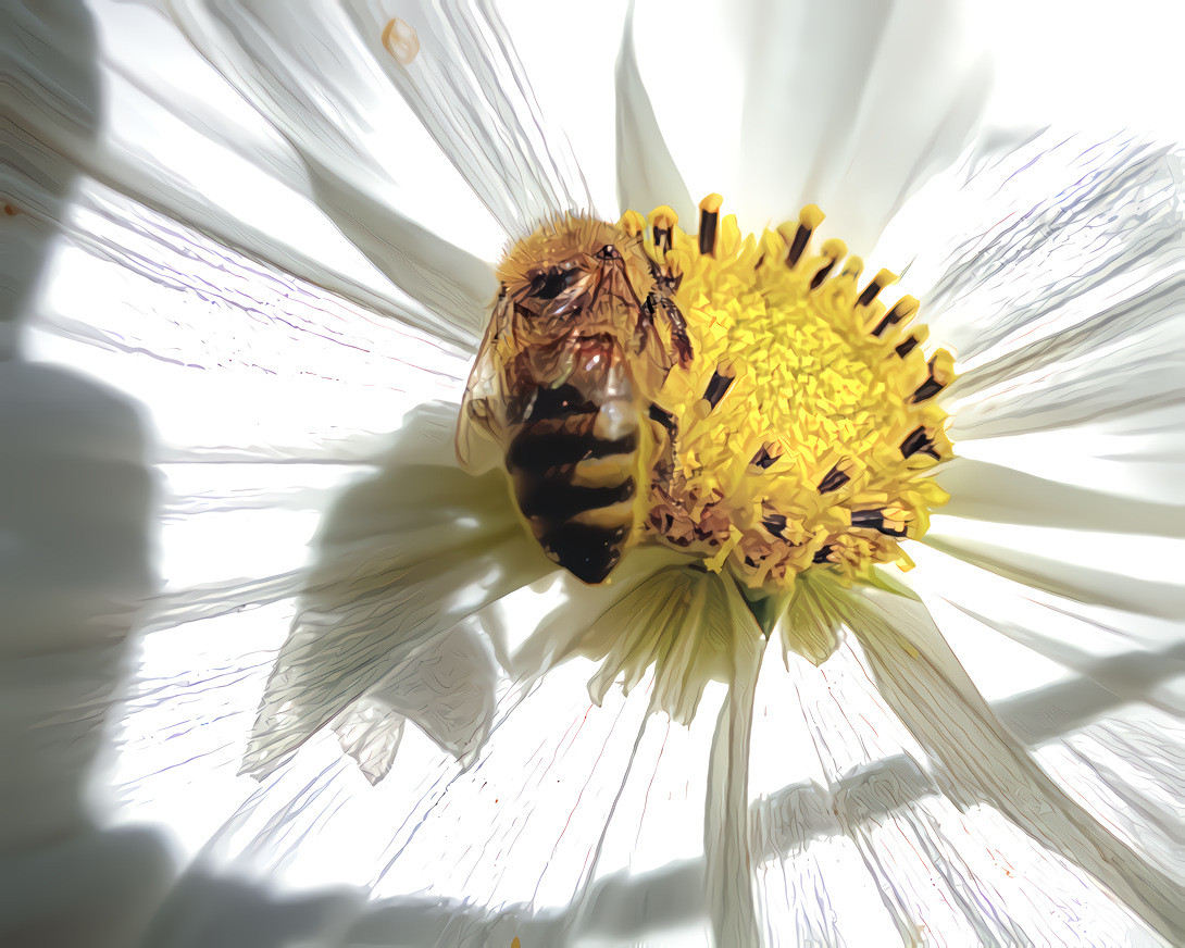 Poppy and Honey Bee