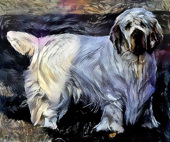 Clumber spaniel