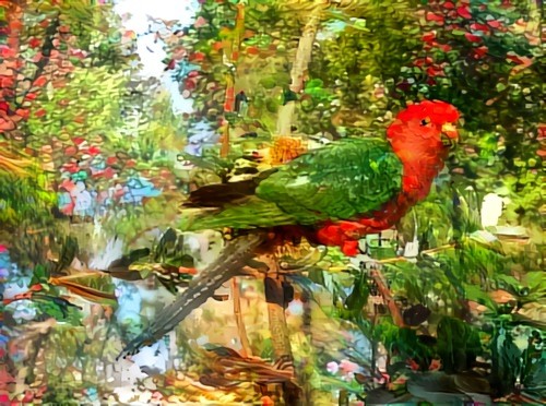 King Parrot