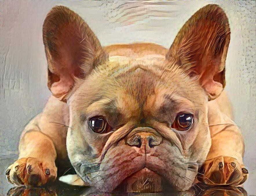 redfrenchie3