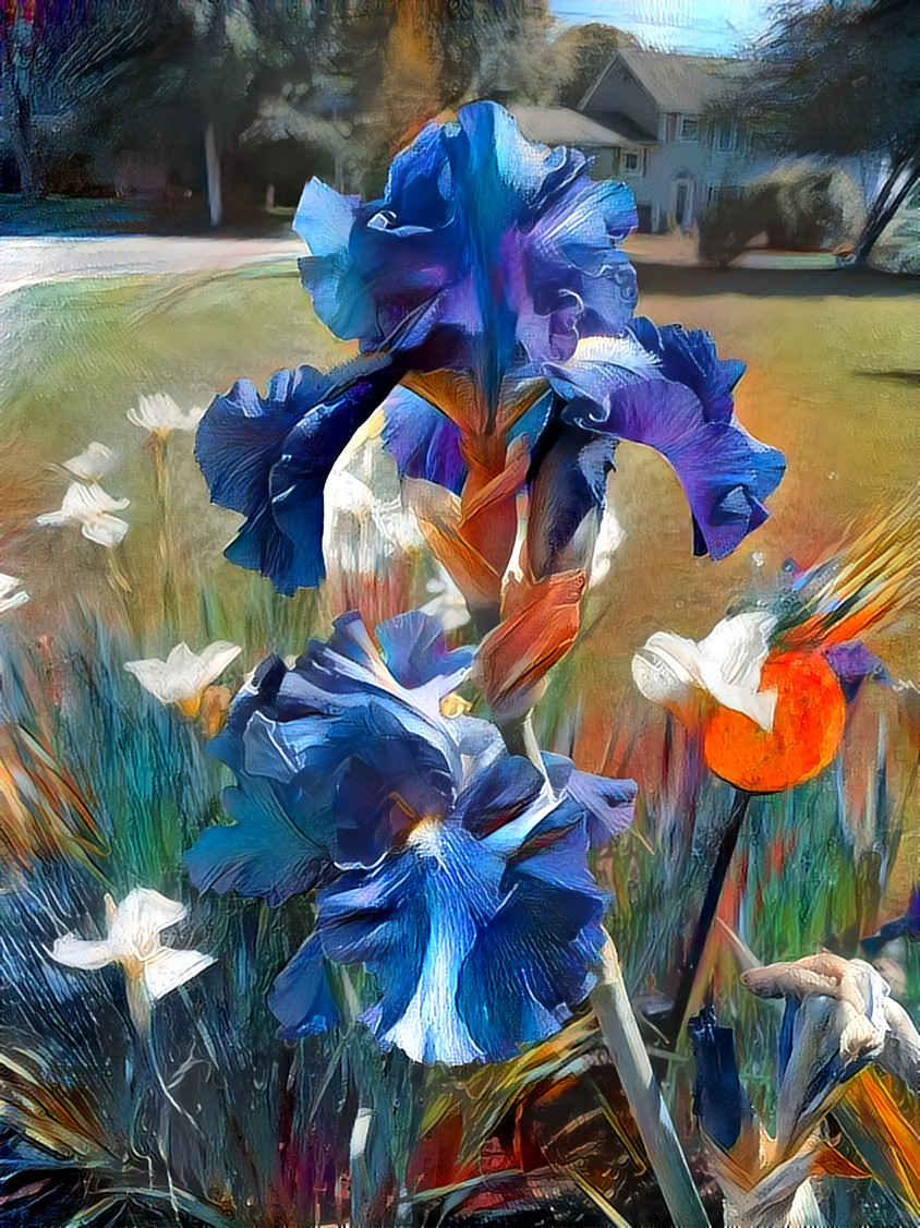 Iris and Daffodils