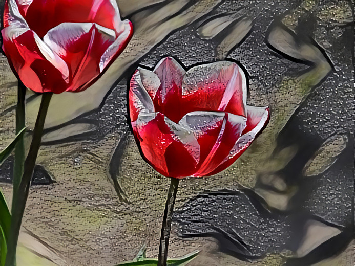 Tulips From Wooden Shoe Fields