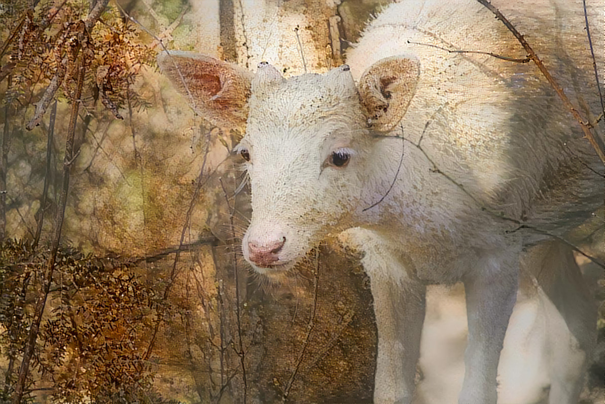 In the Thicket