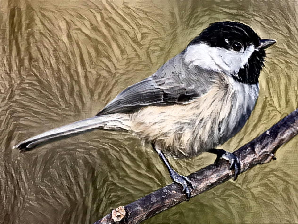 chickadee