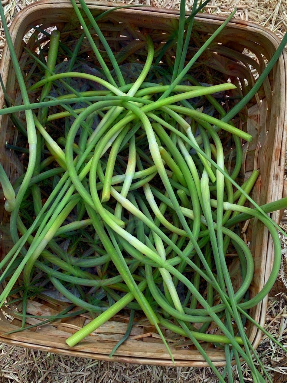 Garlic Scapes