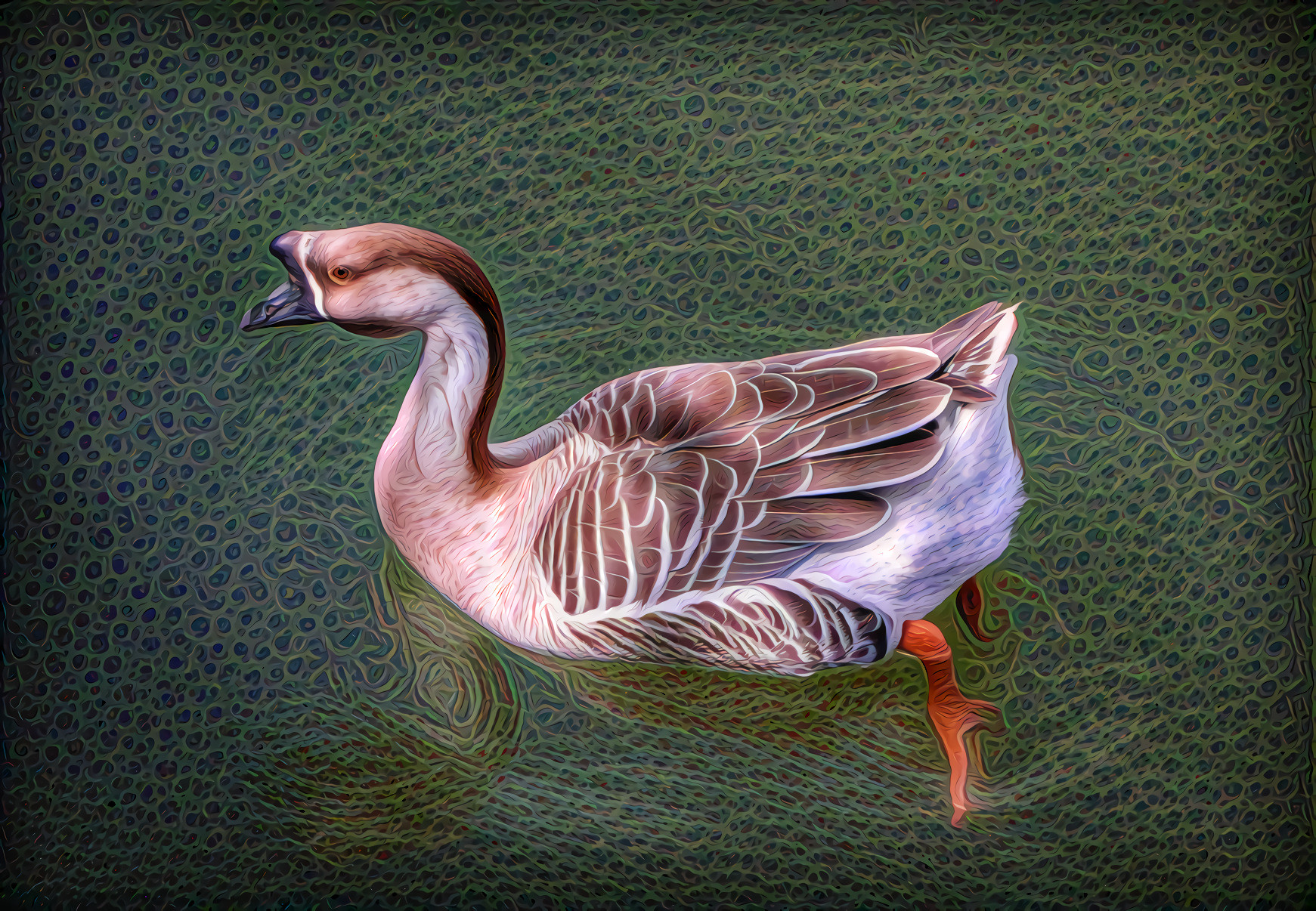 "African" Brown Goose, Domestic,North America, bred from China