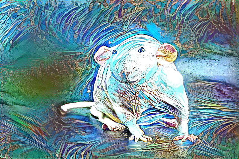 fantasy rat