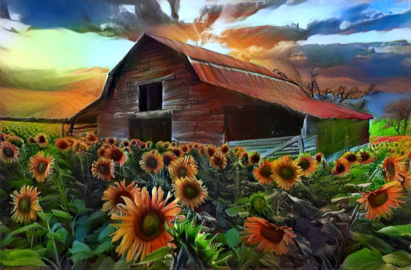 Barn and sunflowers 