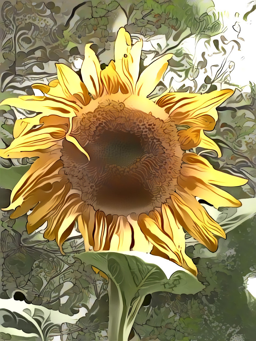 Spring Sunflower