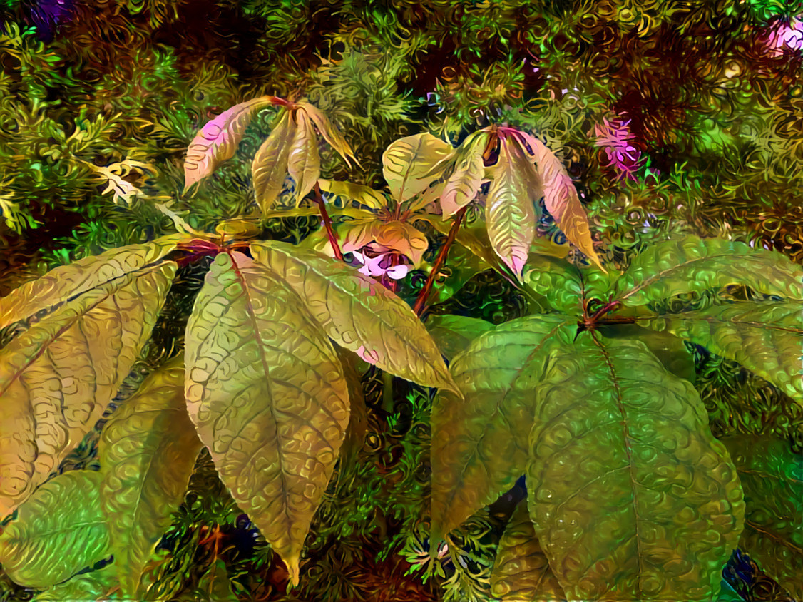 Aesculus parviflora 1 qztp0ci