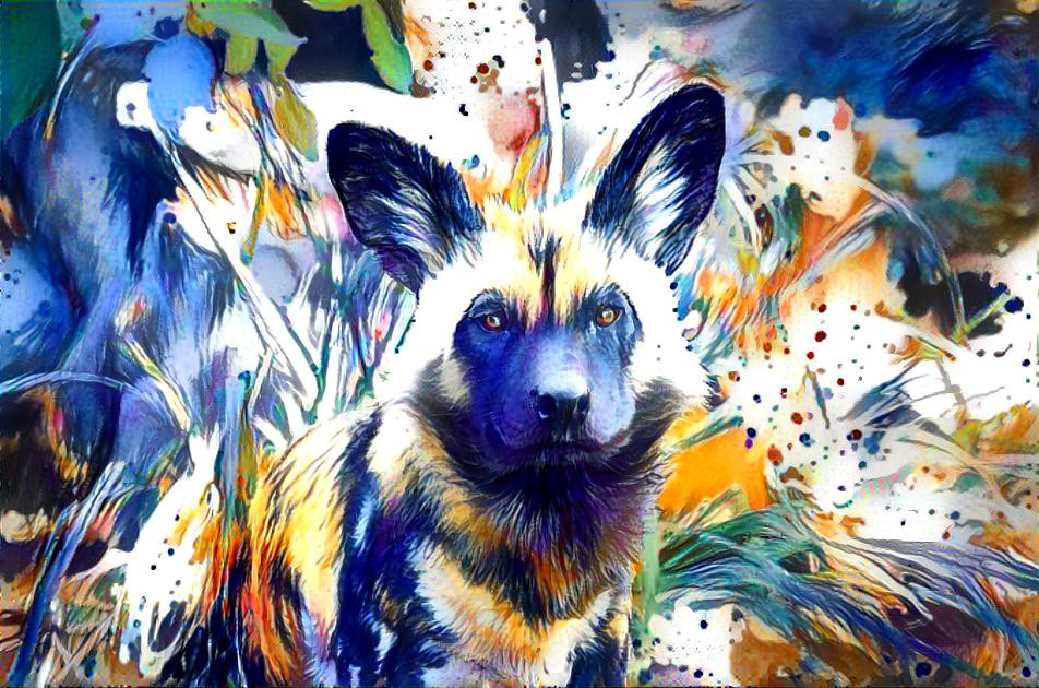 African Wild Dog