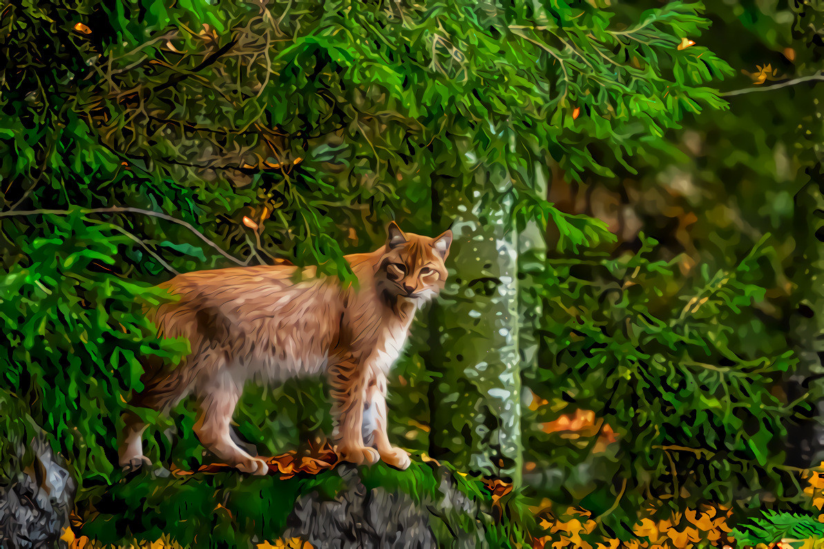 Pine forest with a Bobcat