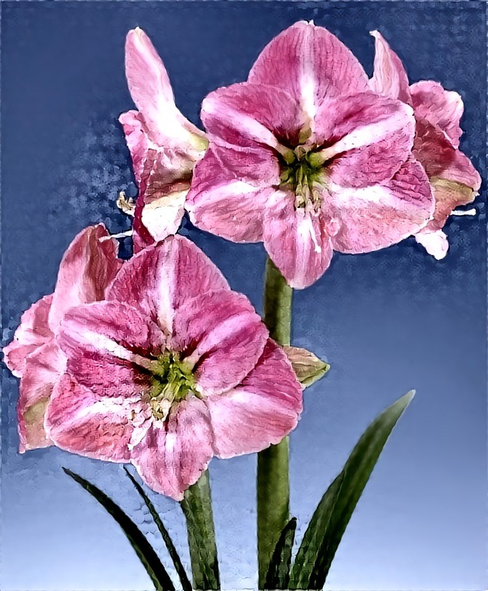 Amaryllis "Susan"