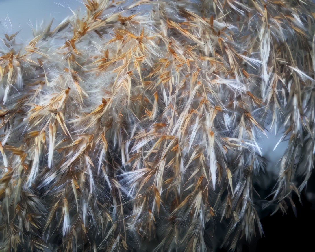 Reeds Gone to Seed, Scarborough, Maine