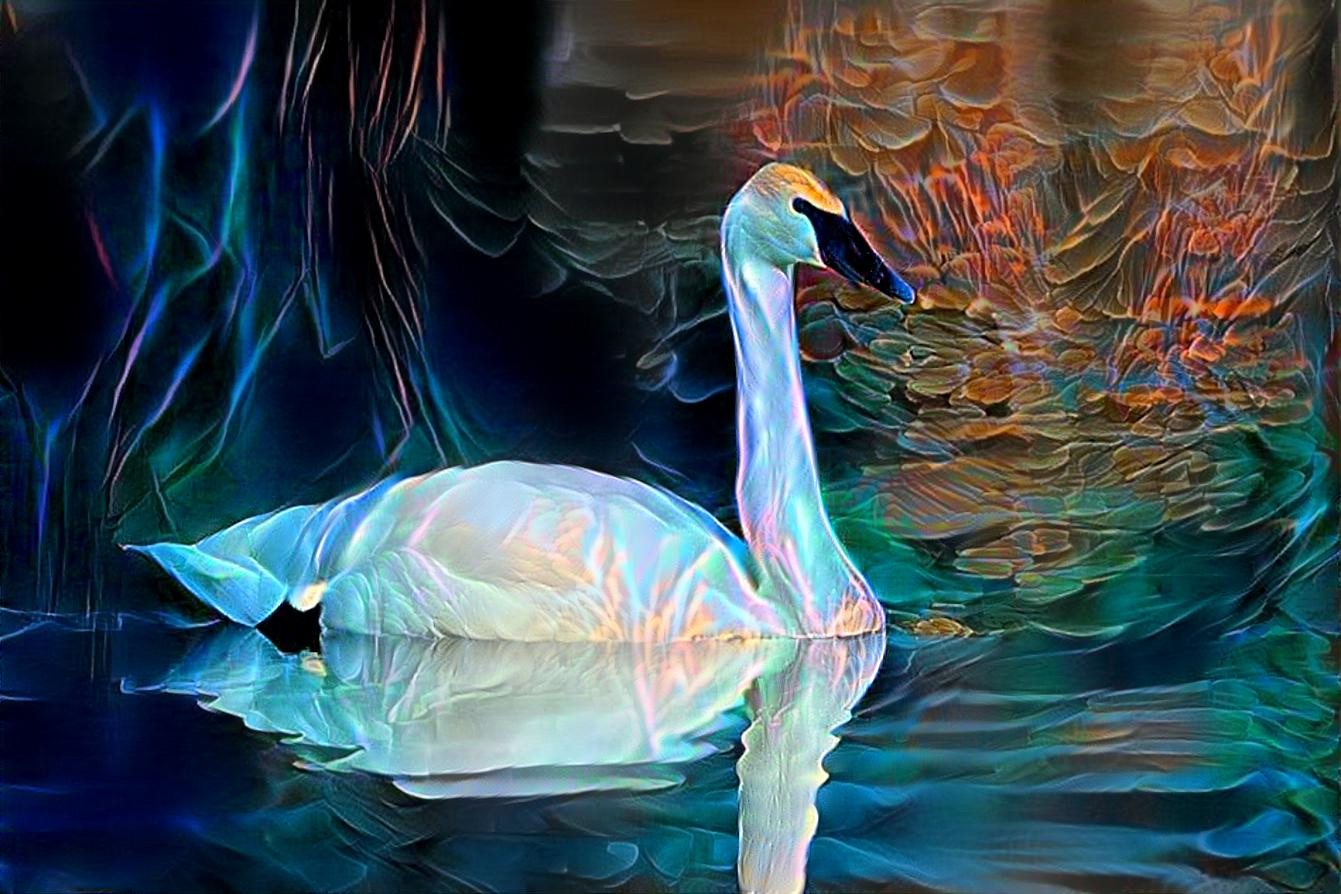 Trumpeter swan