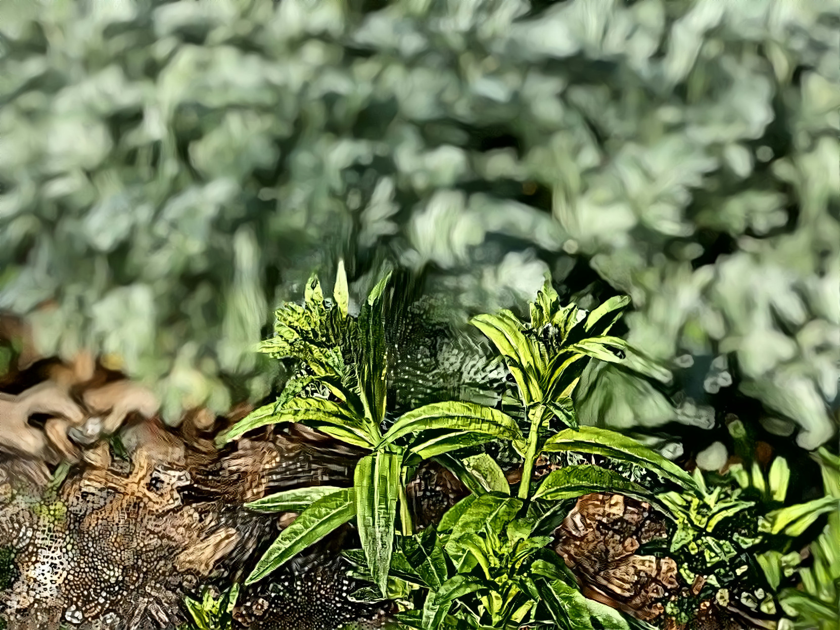 Sharp leaves from soft earth