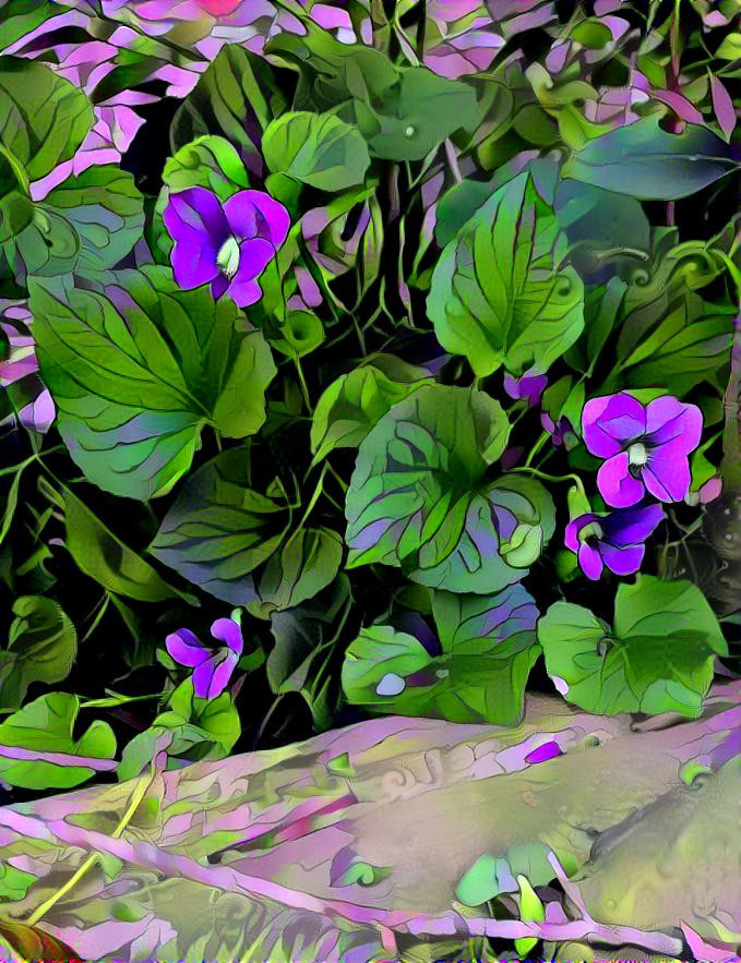 Violets