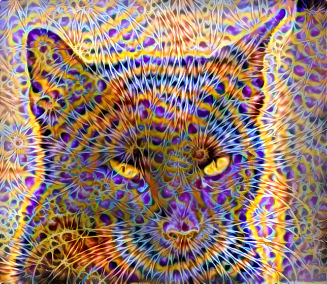 HYPNOCAT