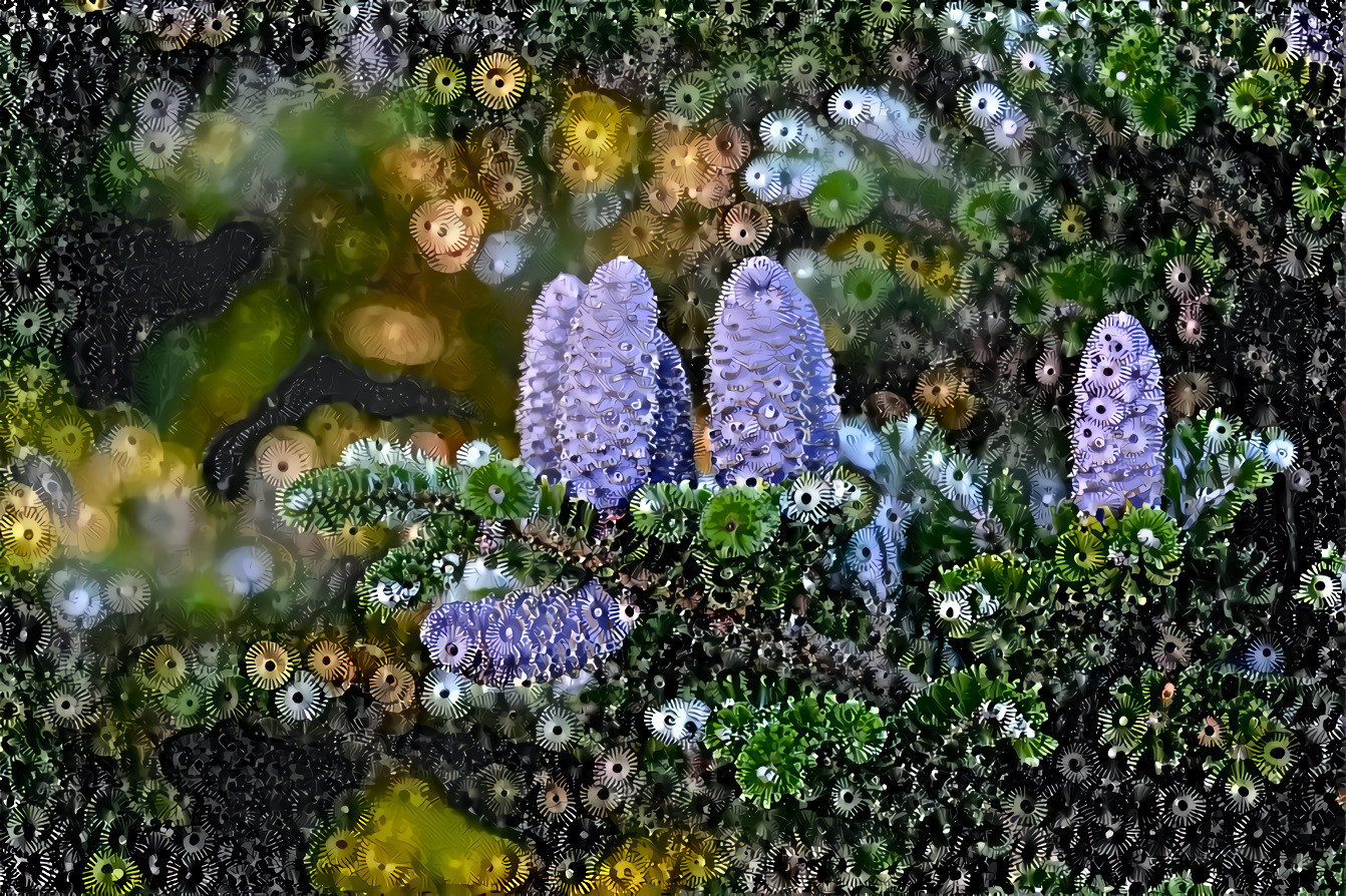 Branch of Korean Fir -evergreen conifer- With New Purple Blue Cones . (Abies koreana)