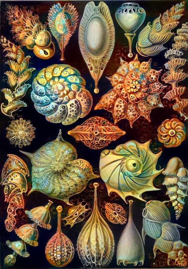 Haeckel Thalamophora