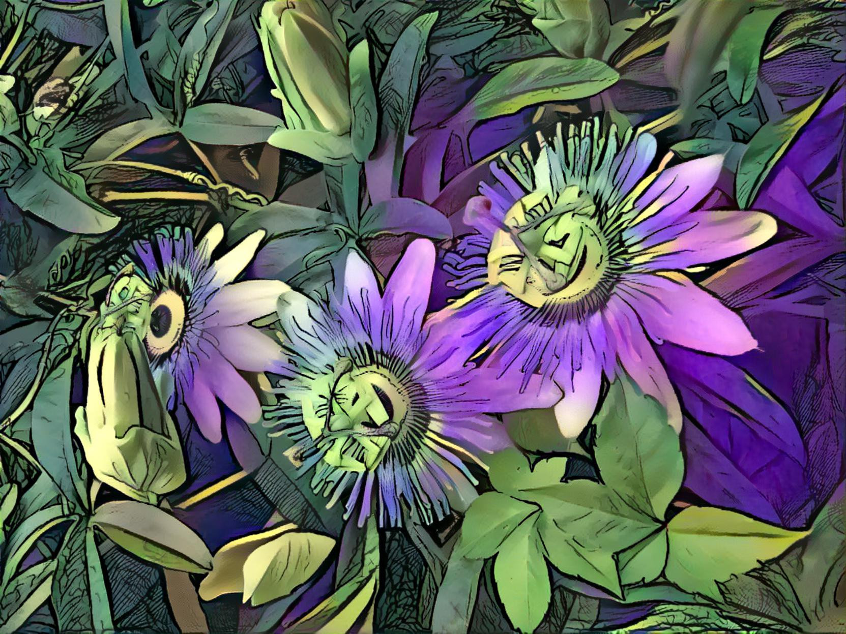 Passiflora