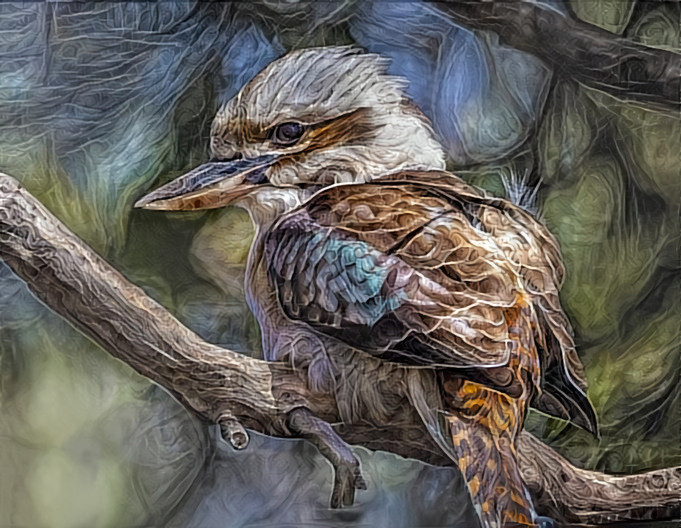 Kookaburra