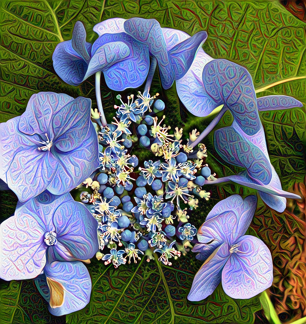 Hydrangea