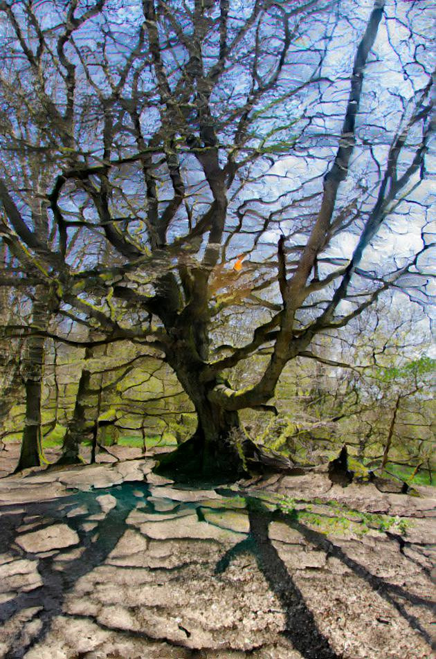 Beech Tree 2