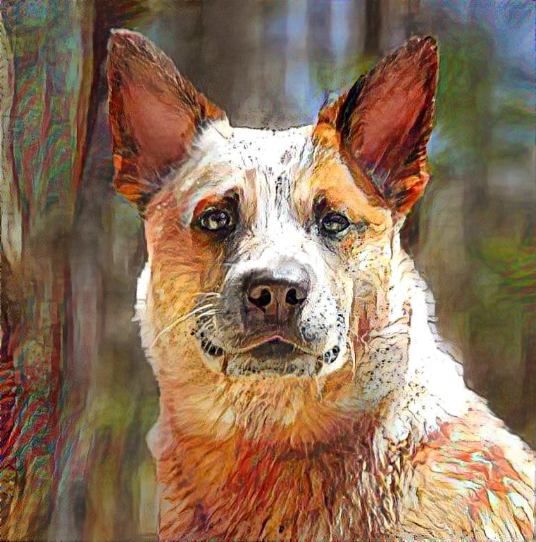 My Cattledog