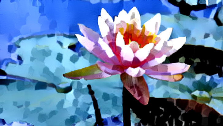 Pink Water Lily