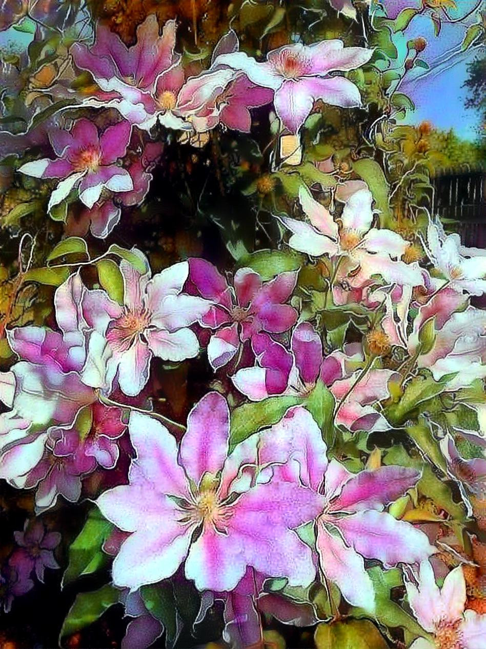 Climbing Clematis