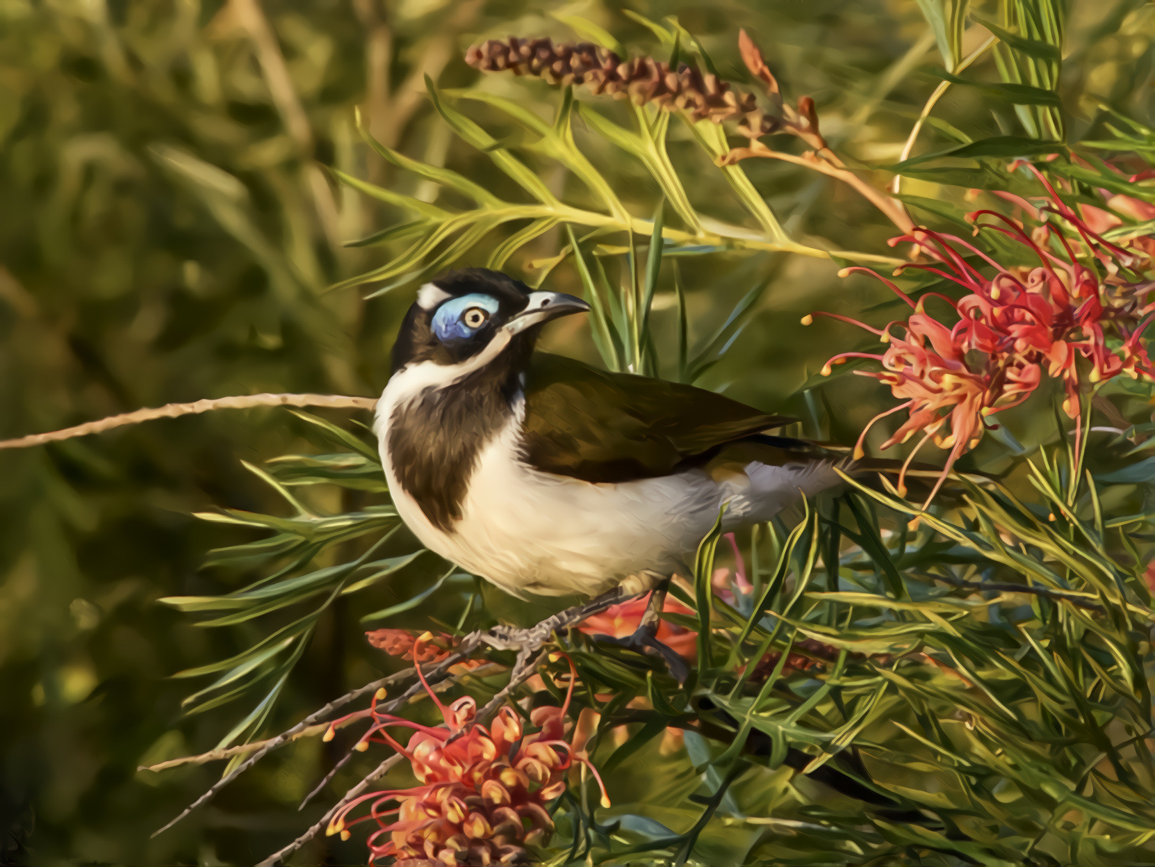 Blue Faced Honeyeater