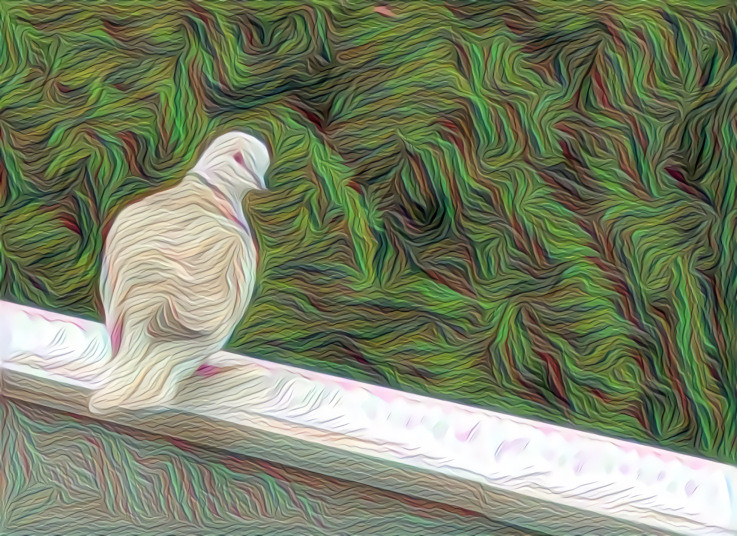 Woven Pigeon