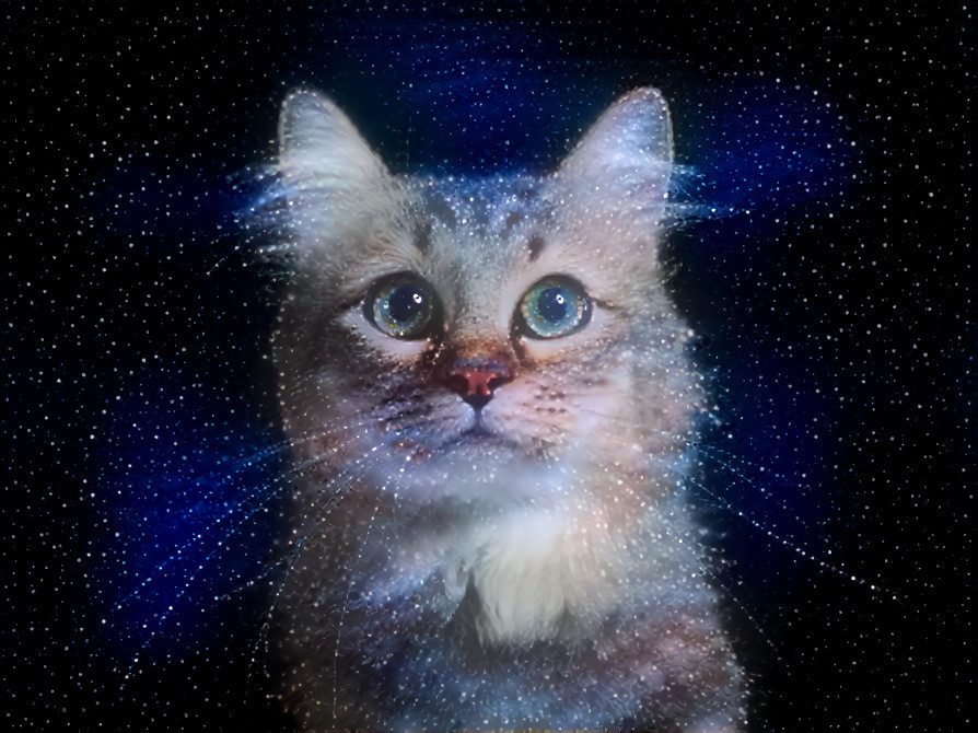 space cat